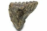 Woolly Mammoth Upper M Molar - Hungary #295871-4